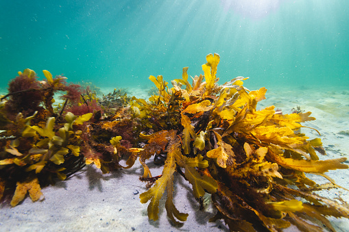 Two detached fronds of brown kelp Ecklonia radiata on flat coarse seafloor. Location: Leigh New Zealand