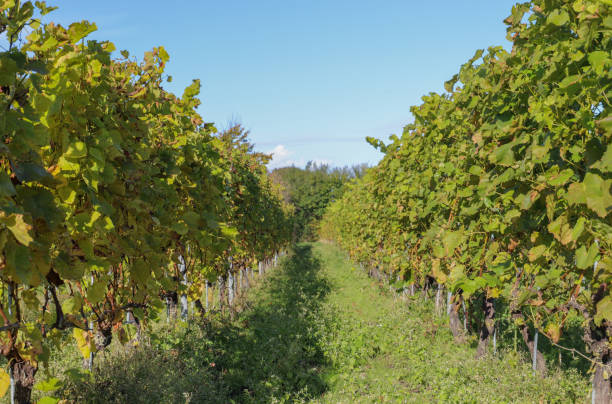 winegrowing in denmark grapevine in the autumn on a field in denmark green valley denmark stock pictures, royalty-free photos & images