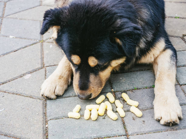 istock Black-beige mongrel dog sniffs corn sticks while lying on the paving slabs 1283756416