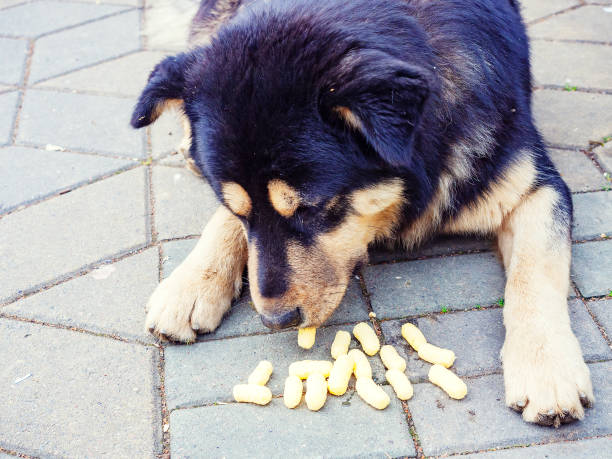 istock Black beige mongrel dog eats corn sticks. Photo with filter 1283757759