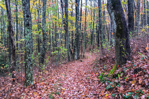 Autumn leaves cover the Appalachian Trail on a fall morning in Great Smoky Mountains National Park.