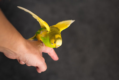 A budgerigar flapping her wings whilst sitting on a human finger.