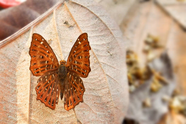 A beautiful Punchinello or Himalayan Punchinello butterfly (Zemeros flegyas) is seated on leaf by spreading colorful wings, close up top view of open wings in an abstract background, Lataguri, West Bengal, India