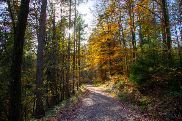 walkway in a forest, green leafes, sunlight, autumn colors - leafes autumn grass nature imagens e fotografias de stock