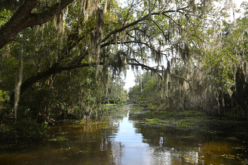 Bayou, Louisiana