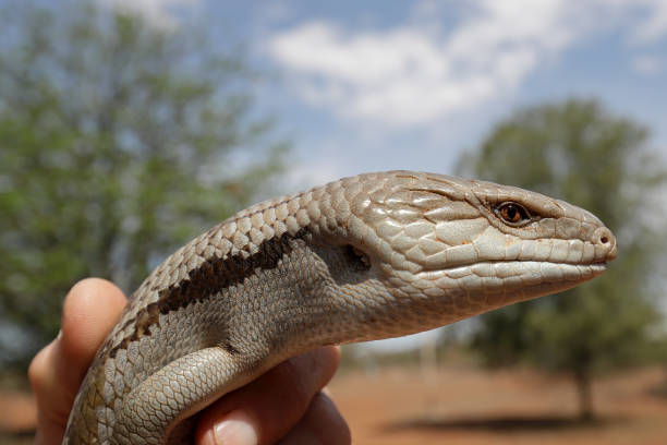 istock Eastern Blue-tongue Lizard 1283759688