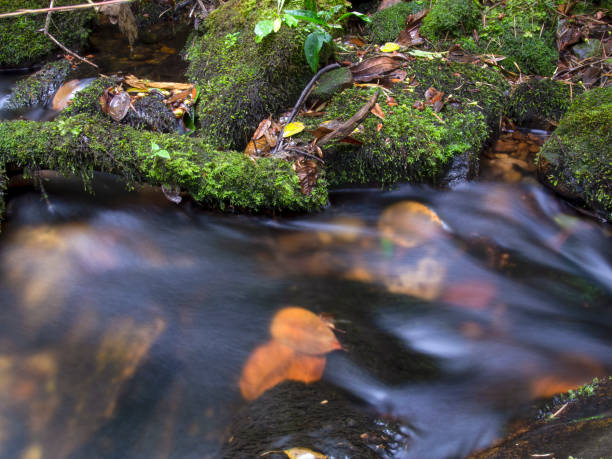 Photo of Long-exposure images of the stream of a brook with rocks and logs covered in moss