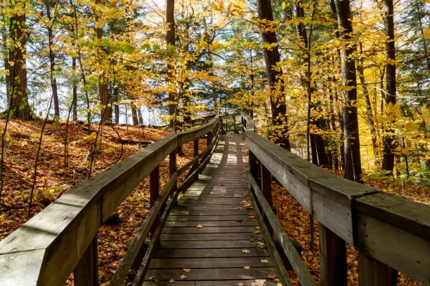 Photo of Autumn forest pathway at Kortright Centre Conservation, Woodbridge, Vaughan, Canada