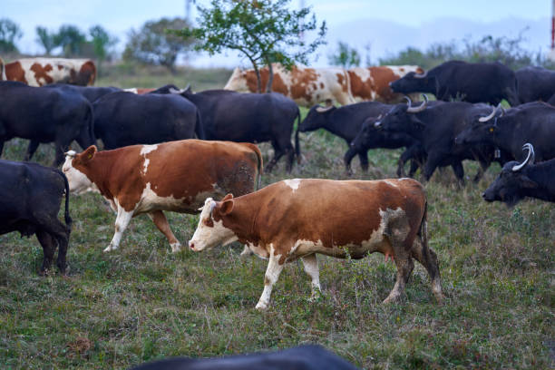 istock Herd of buffalo and cows 1283762646