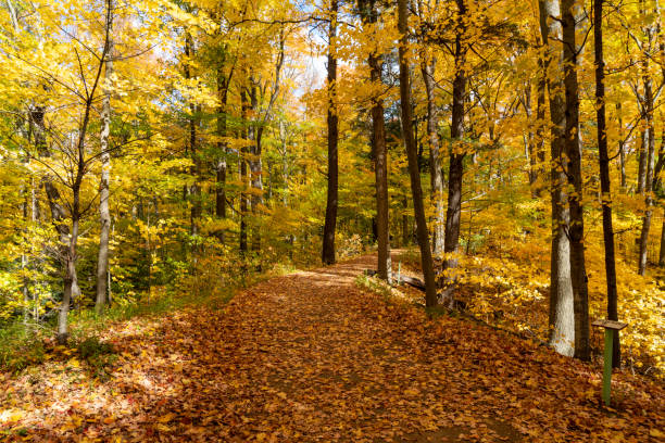 istock Autumn forest pathway at Kortright Centre Conservation, Woodbridge, Vaughan, Canada 1283762844