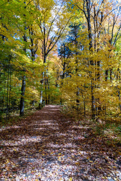 istock Autumn forest pathway at Kortright Centre Conservation, Woodbridge, Vaughan, Canada 1283762905