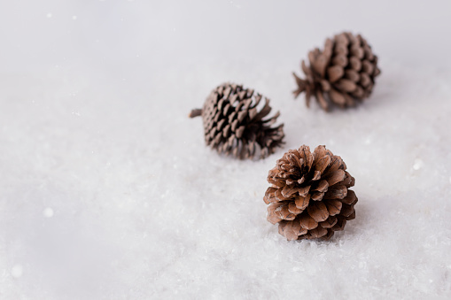 Close up of pine cone on snow with christmas lights bokeh. Close-Up of three dry pine cones on snow. Selective focus.