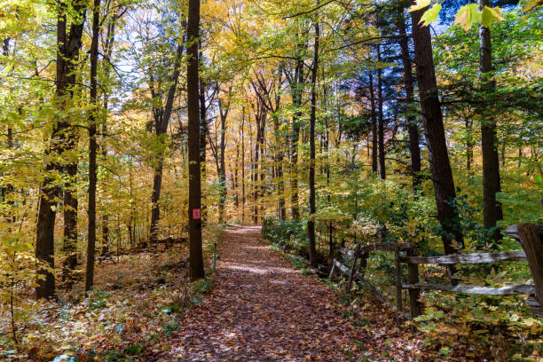 istock Autumn forest pathway at Kortright Centre Conservation, Woodbridge, Vaughan, Canada 1283763165