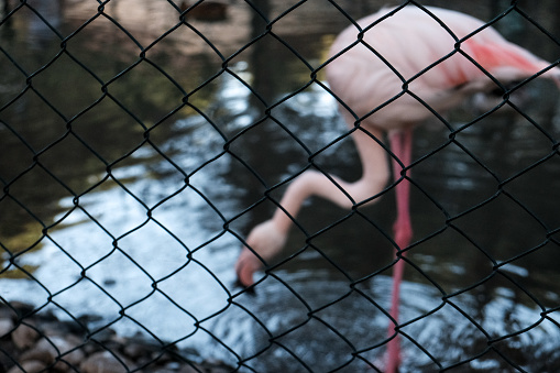 Flamingo standing on one leg near a pond or lake in summer. Wild animals in captivity. Pink flamingo kept prisoner behind a metal wire fence. Beautiful wildlife captive at a zoo. Wonderful nature.