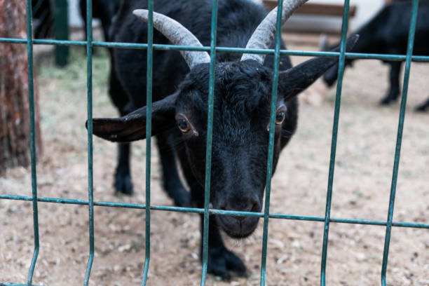 istock Sad curious black goat looking from behind the fence in a zoo 1283765971
