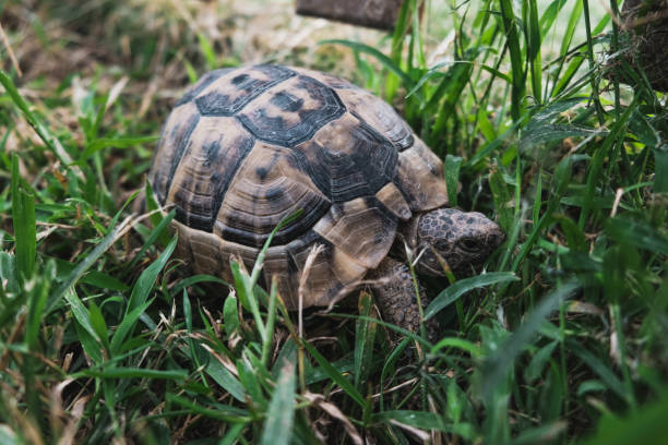 istock Beautiful turtle with textured shell unnoticeable in bright green grass 1283766015