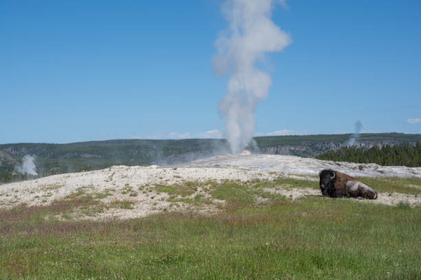 istock Bison in front of Old Faithful 1283766119