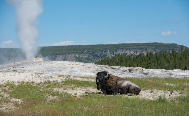 istock Bison in front of Old Faithful 1283766145