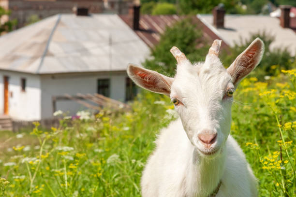 Goat next to a goat tower
