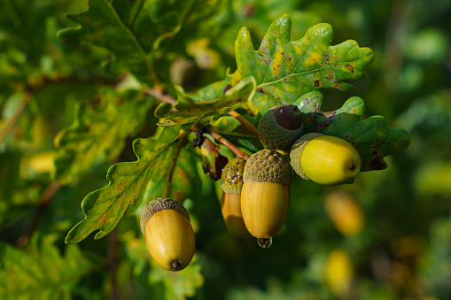 A macro image of an oak acorn lying on a brown oak leaf. texture and details of the acorn seed.