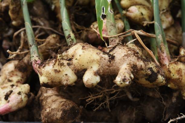 istock Agricultural work / Harvesting of Ginger 1283768161