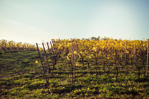 Vineyard near the forest in Krakow. Saturday afternoon. Sun. Autumn. No people.