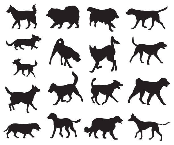 illustrations, cliparts, dessins animés et icônes de chiens marchant et exécutant des silhouettes - dog mixed breed dog group of animals small