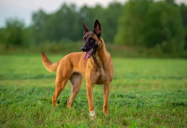 Young Bitch of the Belgian Shepherd Malinois with a raised tail and a bandaged paw looks attentively and affably. The dog is standing in a green meadow