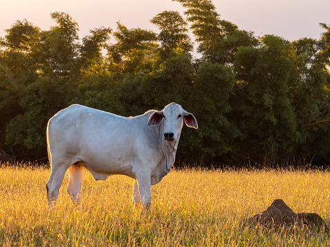 Nellore cattle in pasture at the end of the day with sunset