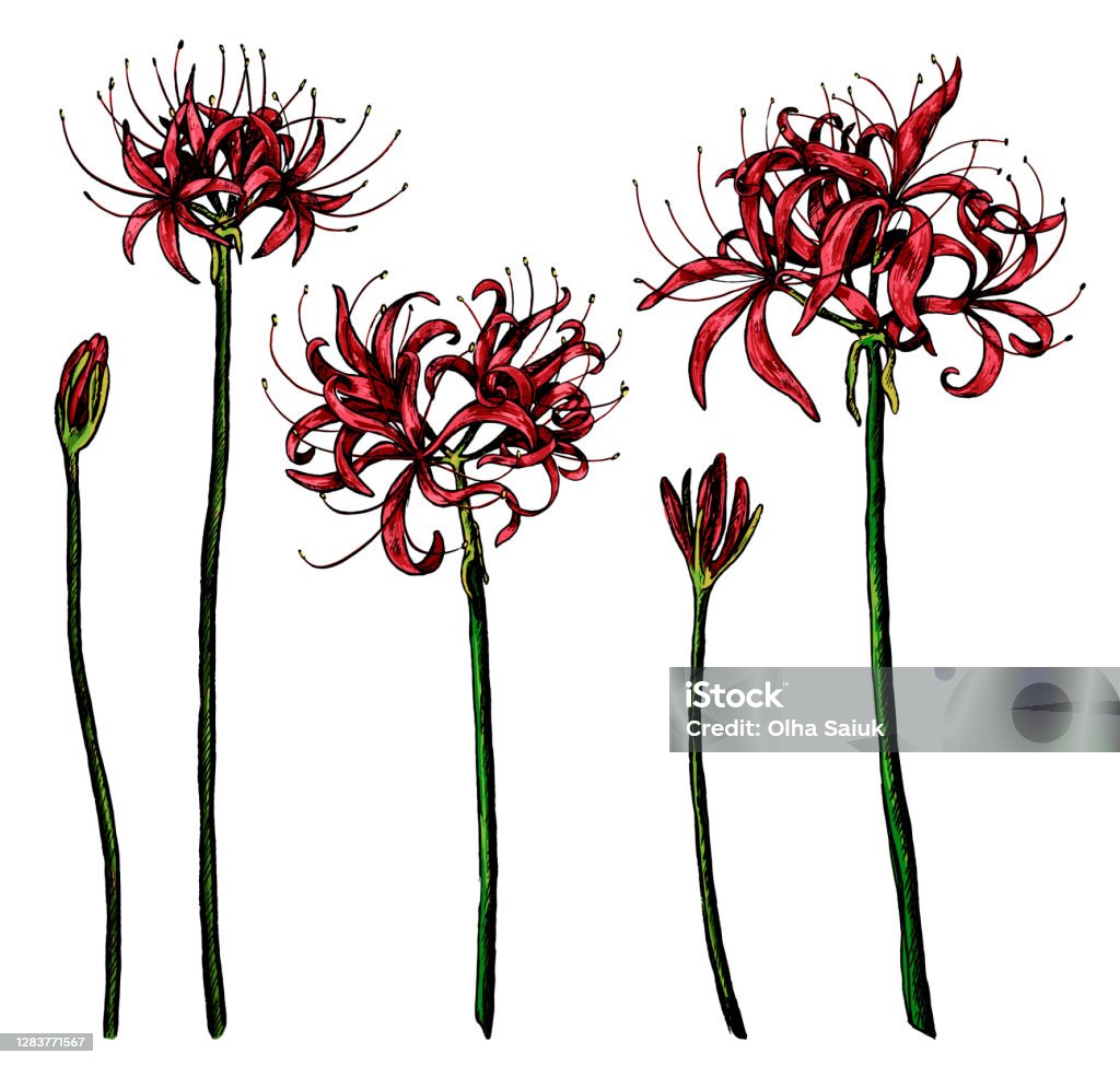 Hand Drawn Vector Illustration Collection Of Exotic Plants Spider Lily