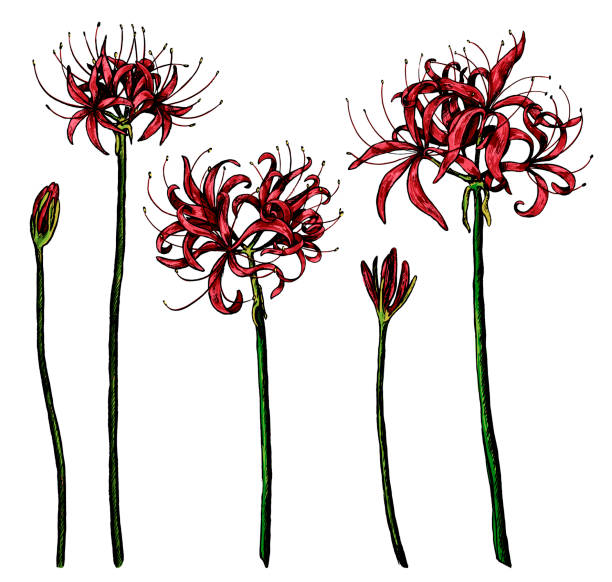 Hand drawn vector illustration. Collection of exotic plants Spider lily. Set of Lycoris flowers. Botanical realistic sketches isolated on white. Colored elements for design, typography, print, poster. Hand drawn vector illustration. Collection of exotic plants Spider lily. Set of Lycoris flowers. Botanical realistic sketches isolated on white. Colored elements for design, typography, print, poster. spider lily stock illustrations
