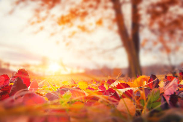 istock Fallen yellow autumn leaves in the forest at sunset. 1283772515