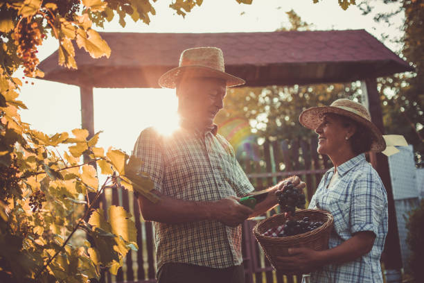 animada pareja mayor pasando sus años dorados recogiendo frutas orgánicas frescas - senior adult 60 65 years people occupation fotografías e imágenes de stock