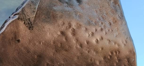 Gouges Surface Finish 220+ Gouges Stock Photos, Pictures & Royalty-Free Images - iStock