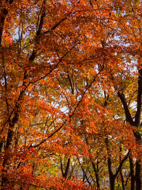 istock Red and orange maple leaves in autumn forest. 1283779169