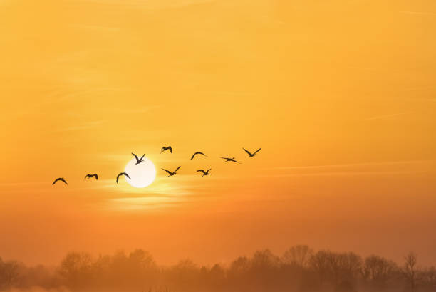 Flock of birds flying over the foggy forest