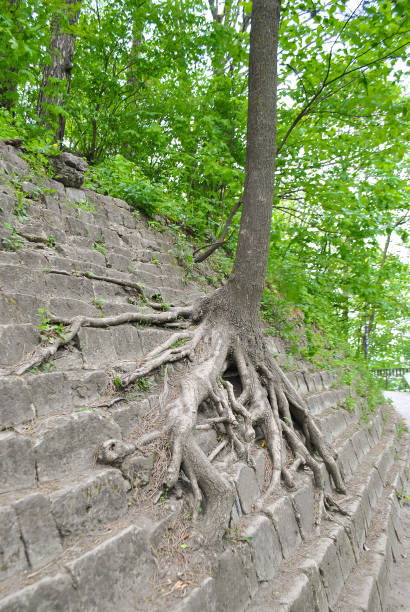 A tree grows on a stepped stone terrace on the mountain, which clung to it with roots. Lush greenery in the background