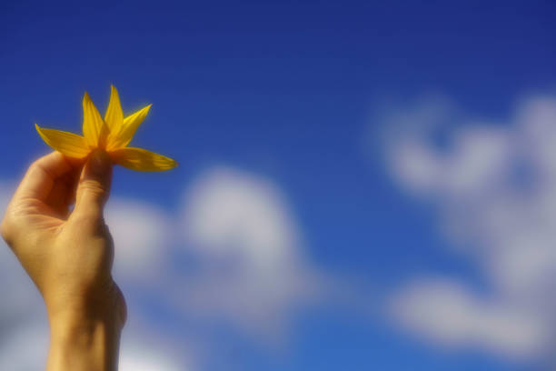 woman in sunflowers