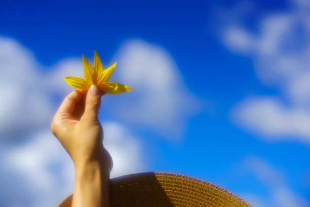 woman in sunflowers