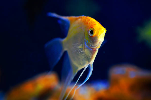 Angelfish in deep water Angelfish in deep water . Illuminated aquarium fish gold fish tank stock pictures, royalty-free photos & images