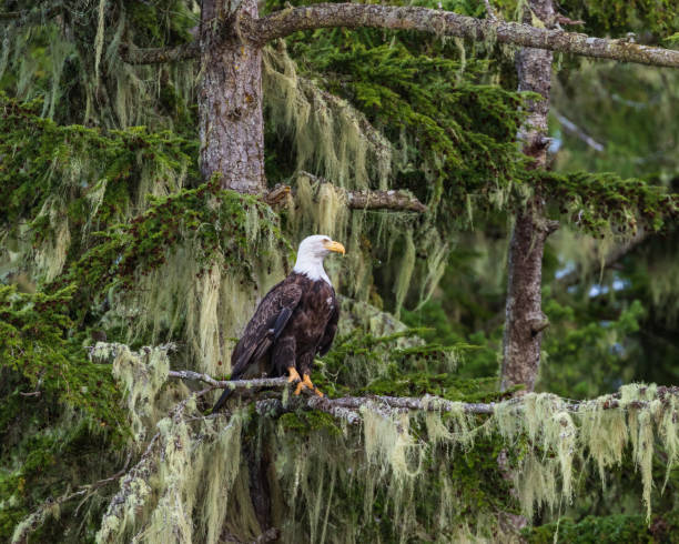 Bald eagle perches on tree branch surveying the surroundings