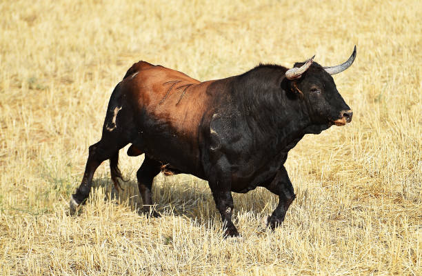 istock bull on the field 1283784260
