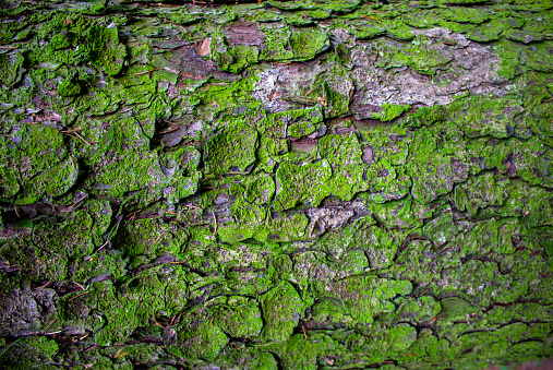 Tree bark with small spots of moss. Beautiful background.