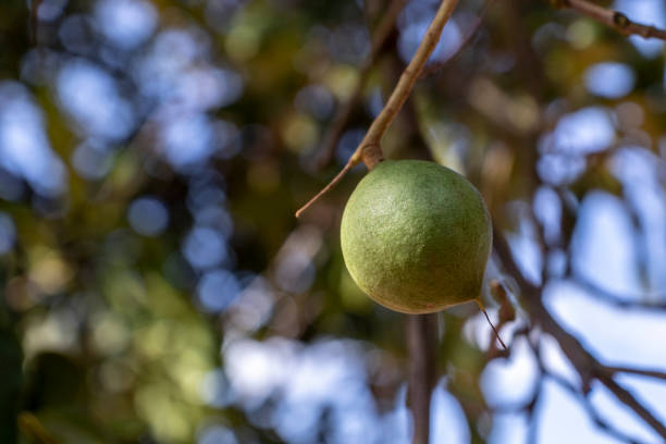 istock Macadamia nuts on the evergreen tree, macadamia plantation 1283784979