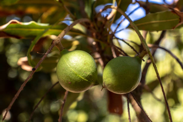 istock Macadamia nuts on the evergreen tree, macadamia plantation 1283785233