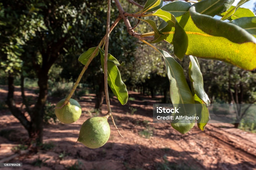 Macadamia nuts on the evergreen tree, macadamia plantation Macadamia nuts on the evergreen tree, macadamia plantation in Brazil Agriculture Stock Photo