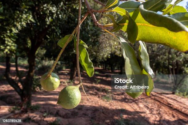 Macadamia Nuts On The Evergreen Tree Macadamia Plantation Stock Photo - Download Image Now