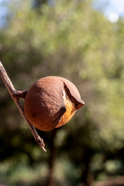 Exploding Macadamia Macadamia Tree Branch Stock Photos, Pictures & Royalty-Free Images - iStock