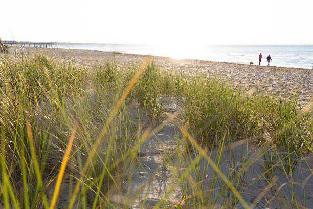 istock People walking on beach during sunset view from sand dunes and beach grass 1283786318