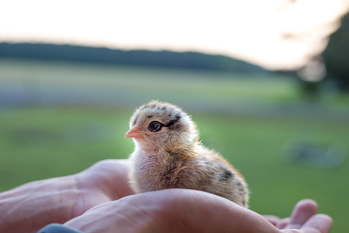 Teen holding a chick in palm of hands